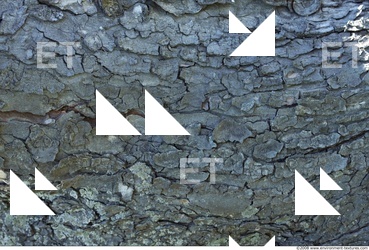 Trees Bark 0006