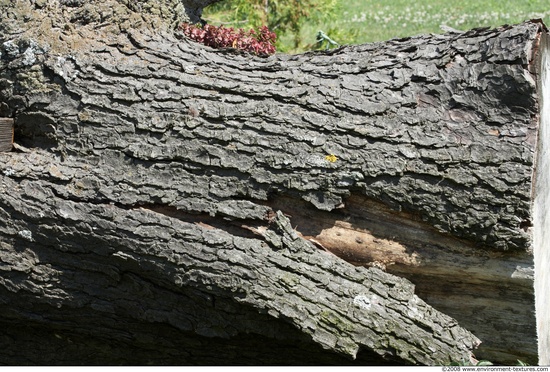 Tree Bark