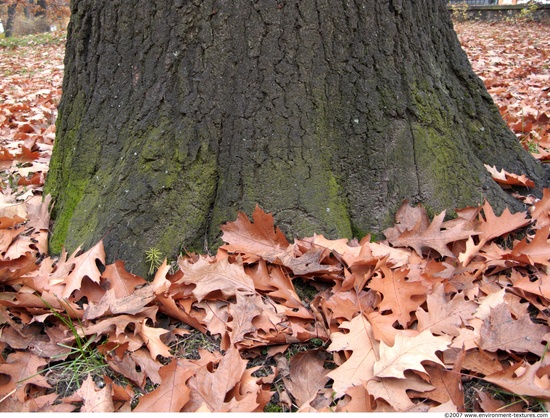 Tree Bark