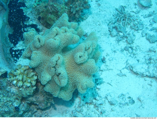 Corals