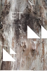 Trees Bark 0011