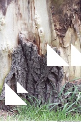 Trees Bark 0006