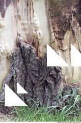 Trees Bark 0007