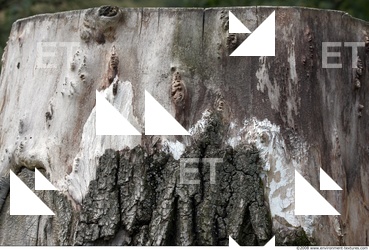 Trees Bark 0003
