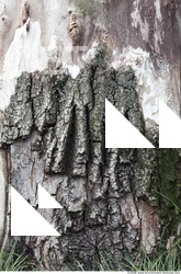 Trees Bark 0002