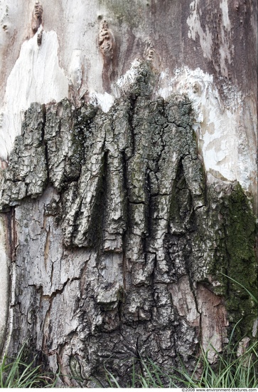 Tree Bark