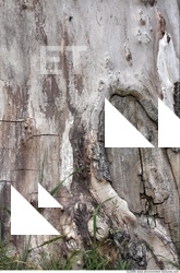 Tree Bark