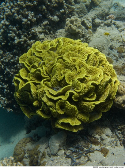 Corals