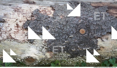 Tree Bark