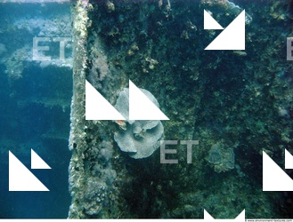 Photo Reference of Shipwreck