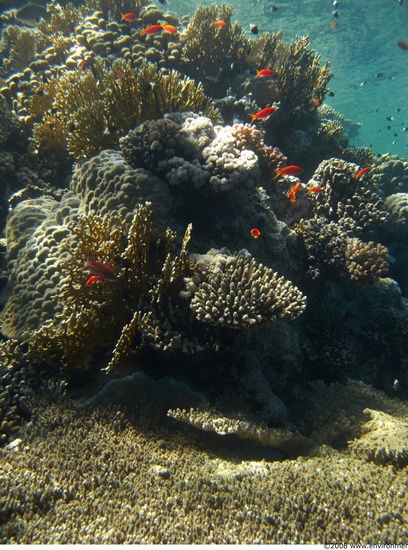 Corals