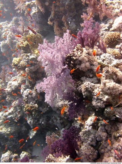 Corals