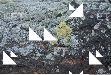 Tree Bark