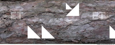Tree Bark