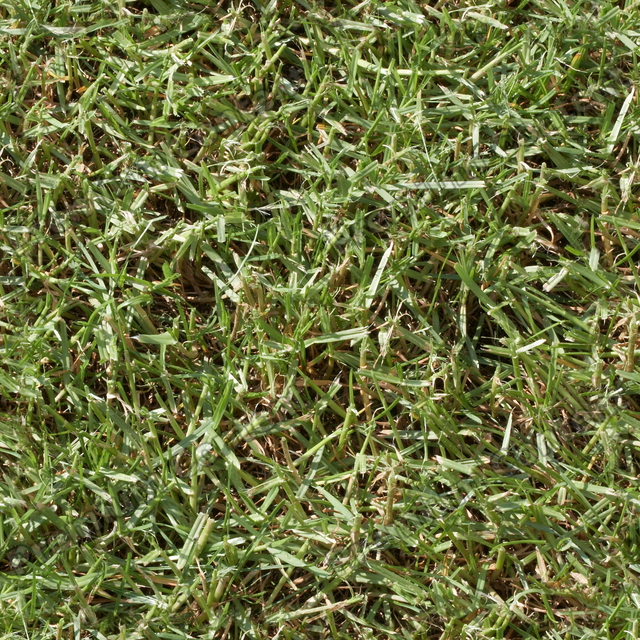 Seamless Grass