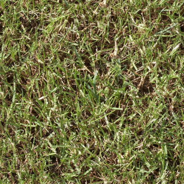 Seamless Grass