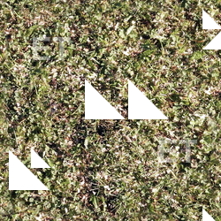 Seamless Grass
