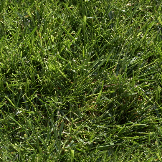 Seamless Grass