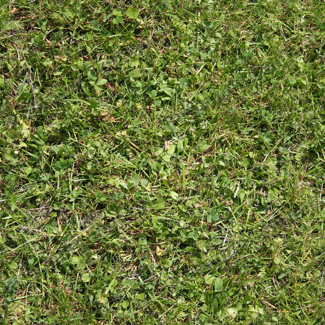 Seamless Grass