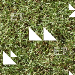Seamless Grass