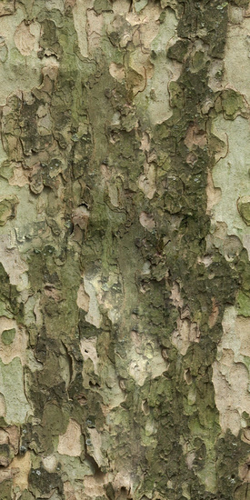 Seamless Tree Bark