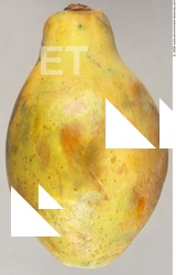 Fruit