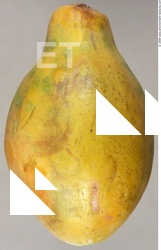 Fruit