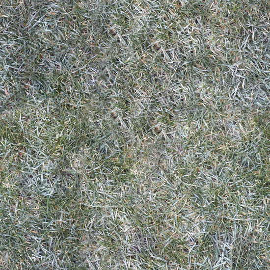 Seamless Grass Frozen