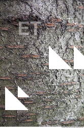 Tree Bark