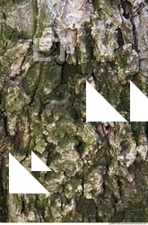Trees Bark 0006