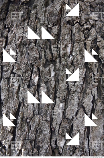 Tree Bark