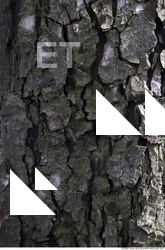 Trees Bark 0012