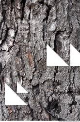 Tree Bark