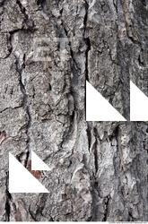 Trees Bark 0002