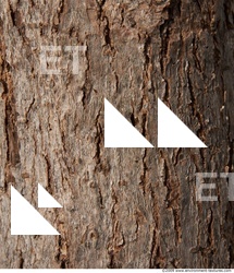 Trees Bark 0017