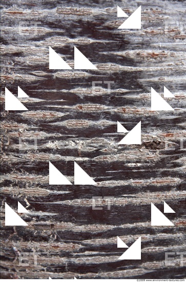 Tree Bark