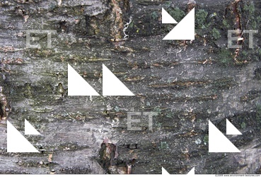 Trees Bark 0023