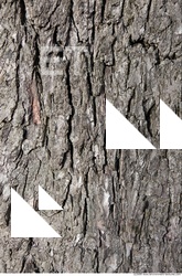 Trees Bark 0009