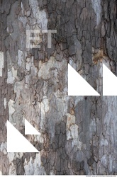 Tree Bark