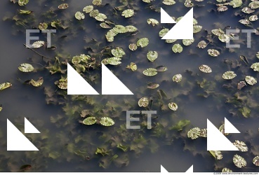 Waterplants