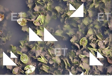Waterplants