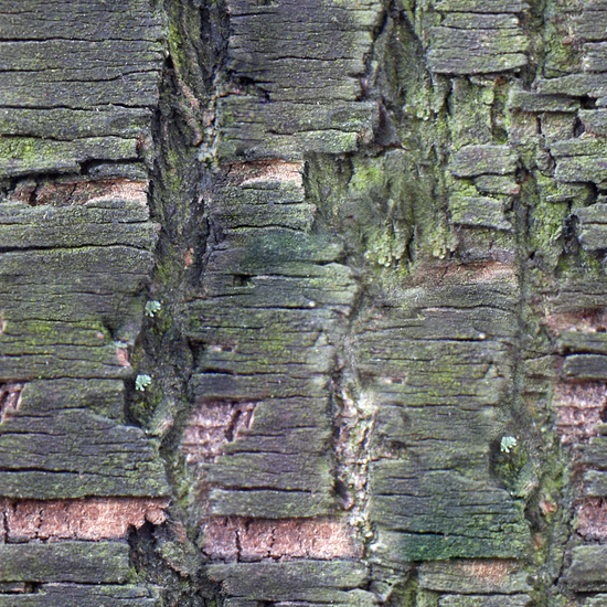 Seamless Tree Bark