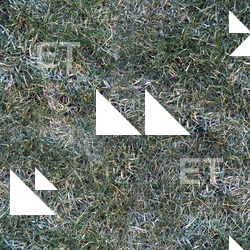 Seamless Grass Frozen