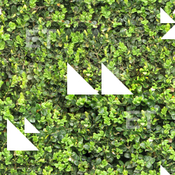 Seamless hedge 0001