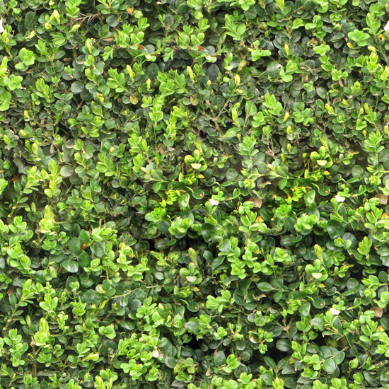 Seamless Hedge