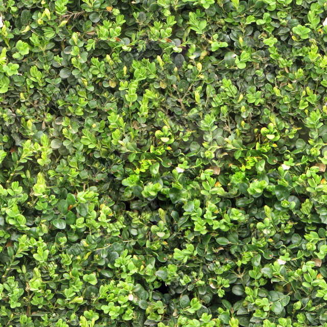 Seamless Hedge