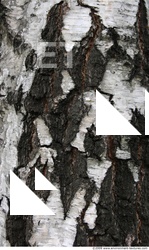 Trees Bark 0002