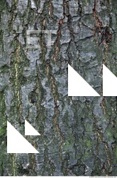 Tree Bark