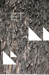 Tree Bark