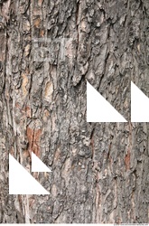Trees Bark 0003